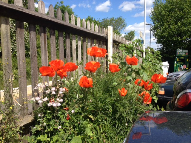 Some poppies at Buxted – Summer is coming!
