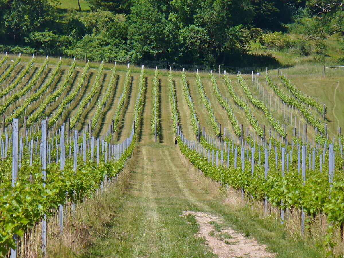 Albury Vineyard